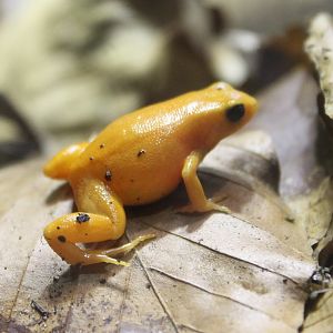 Golden mantella