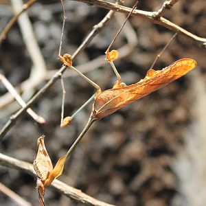Walking violin mantis