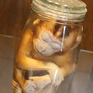 Capuchin monkey young on formaldehyde