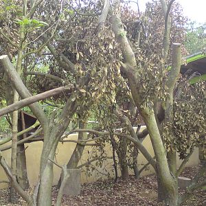 Red panda exhibit, Animal Adventure
