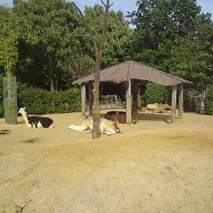 Llamas and alpacas, Animal Adventure