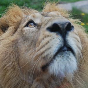 Parken Zoo Eskilstuna - Asian lion