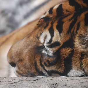 Parken Zoo Eskilstuna - Sumatran tiger