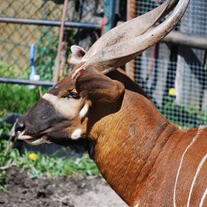 Parken Zoo Eskilstuna - Bongo