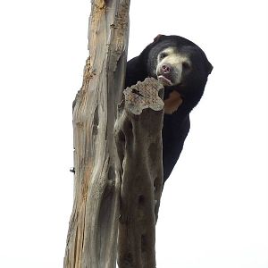 Malayan Sun Bear photos, Rare Species Conservation Centre, Sandwich