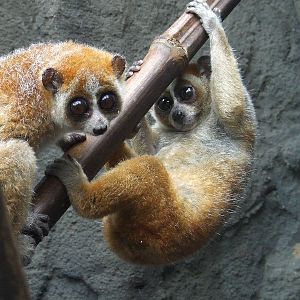 Pygmy Slow Loris, Rare Species Conservation Centre, Sandwich