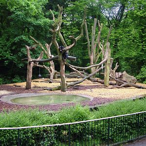 Spectacled Bear enclosure at Dortmund 11/05/2009