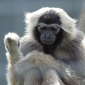 Pileated Gibbon, Rare Species Conservation Centre, Sandwich