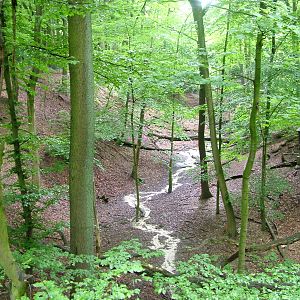 European Lynx enclosure at Dortmund 11/05/2009