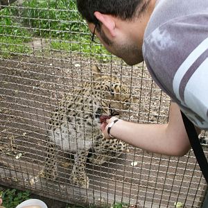 me feeding a leopard