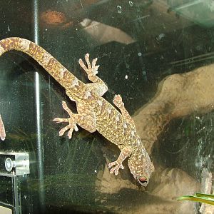 Vietnam Gecko at Koeln 12/05/09