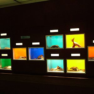 Small invertebrate exhibits at Koeln 12/05/09