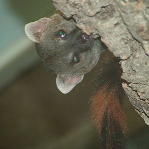 Ring-tailed Mongoose at Koeln 12/05/09