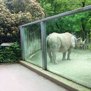 Black Rhino viewing windows at Koeln 12/05/09
