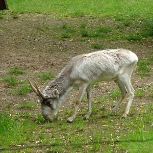 Saiga at Koeln 12/05/09