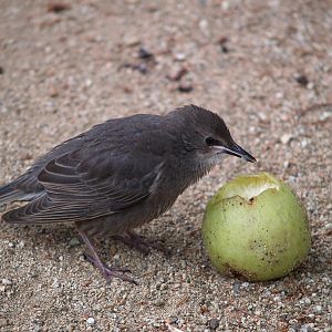 Spotless Starling "stealing" the prairie dogs food