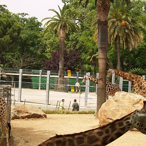 Ampliation of the elephant enclosure