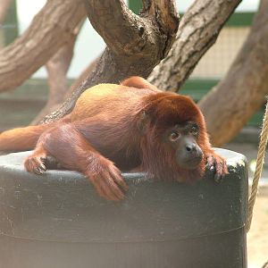Venezuelan Red Howler at Koeln 12/05/09