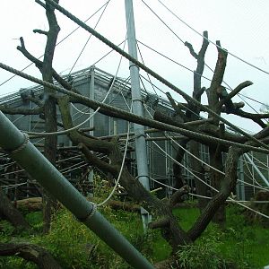 Orang-utan enclosure at Koeln 12/05/09