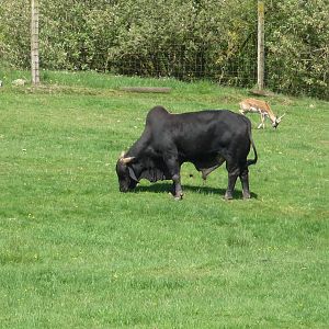 Zebu Cattle + Blackbuck