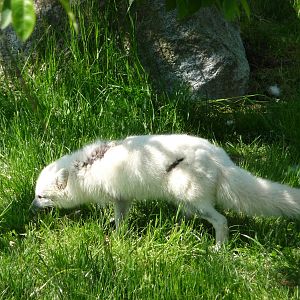 Arctic Fox