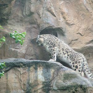 Snow Leopard at Koeln 12/05/09