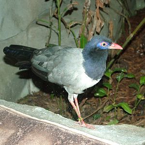 Coral-billed Ground Cuckoo at Koeln 12/05/09