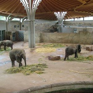 Elephant House interior at Koeln 12/05/09