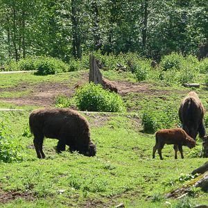 15 Acre Bison/Elk/Black-Tailed Deer Enclosure