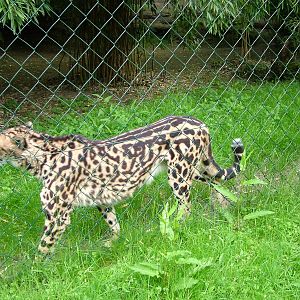 Helen the King Cheetah at Wuppertal 13/05/09