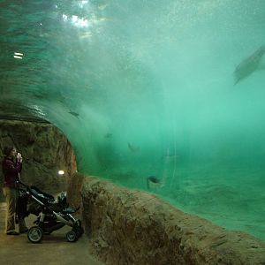 King and Gentoo Penguin enclosure at Wuppertal 13/05/09
