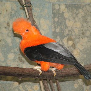 Andean Cock-of-the-rock at Wuppertal 13/05/09