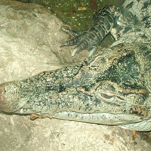 New Guinea Crocodile at Wuppertal 13/05/09