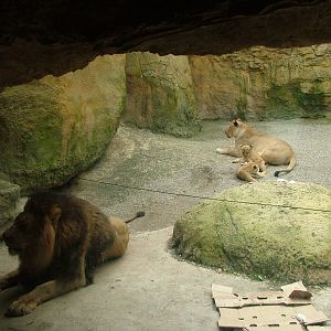 African Lion family at Wuppertal 13/05/09