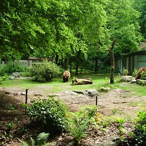 Kodiak Bear enclosure at Wuppertal 13/05/09