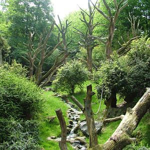 Orang-Utan outside area at Wuppertal 13/05/09