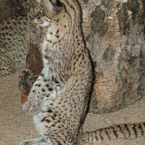 Geoffroy's Cat at Wuppertal 13/05/09