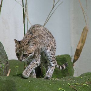 Oncilla at Wuppertal 13/05/09