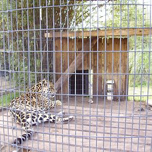 Jaguar Exhibit