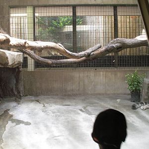 snow leopard exhibit