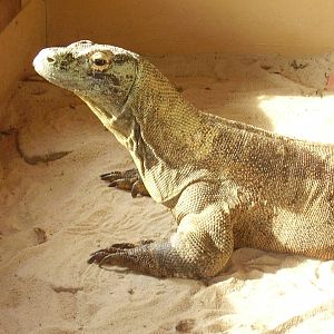 Komodo Dragon