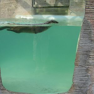 N.A. River Otter
