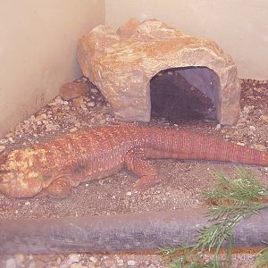 Red Tegu