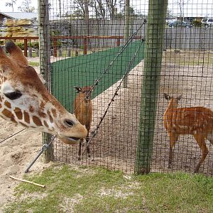 Giraffe, Sitatunga