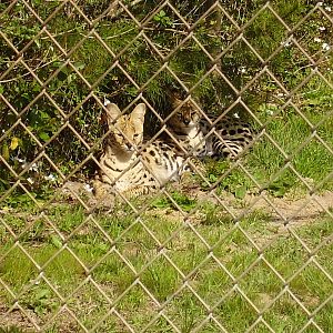 Serval
