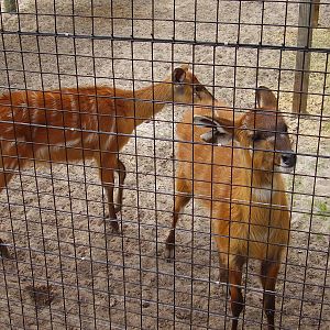Sitatunga