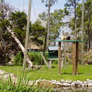 White Handed Gibbon exhibit