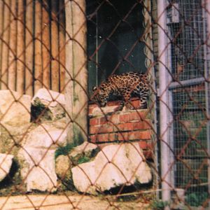 Jaguar Cub