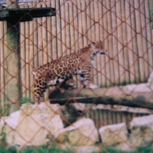 Jaguar and Cub