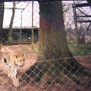 Persian Leopard